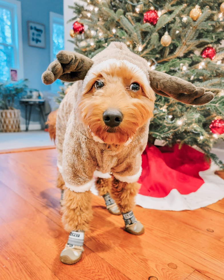 Happy Mini Goldendoodle Pup in Hopatcong NJ