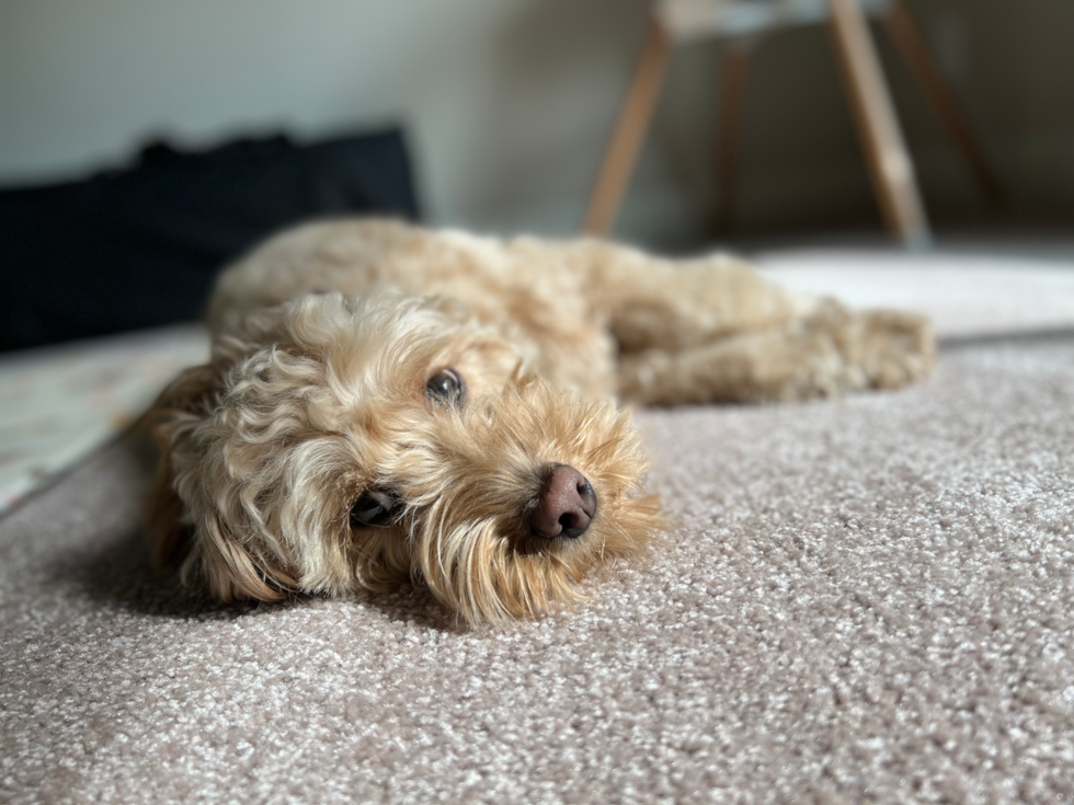 Small Cavapoo Pup in Sammamish WA