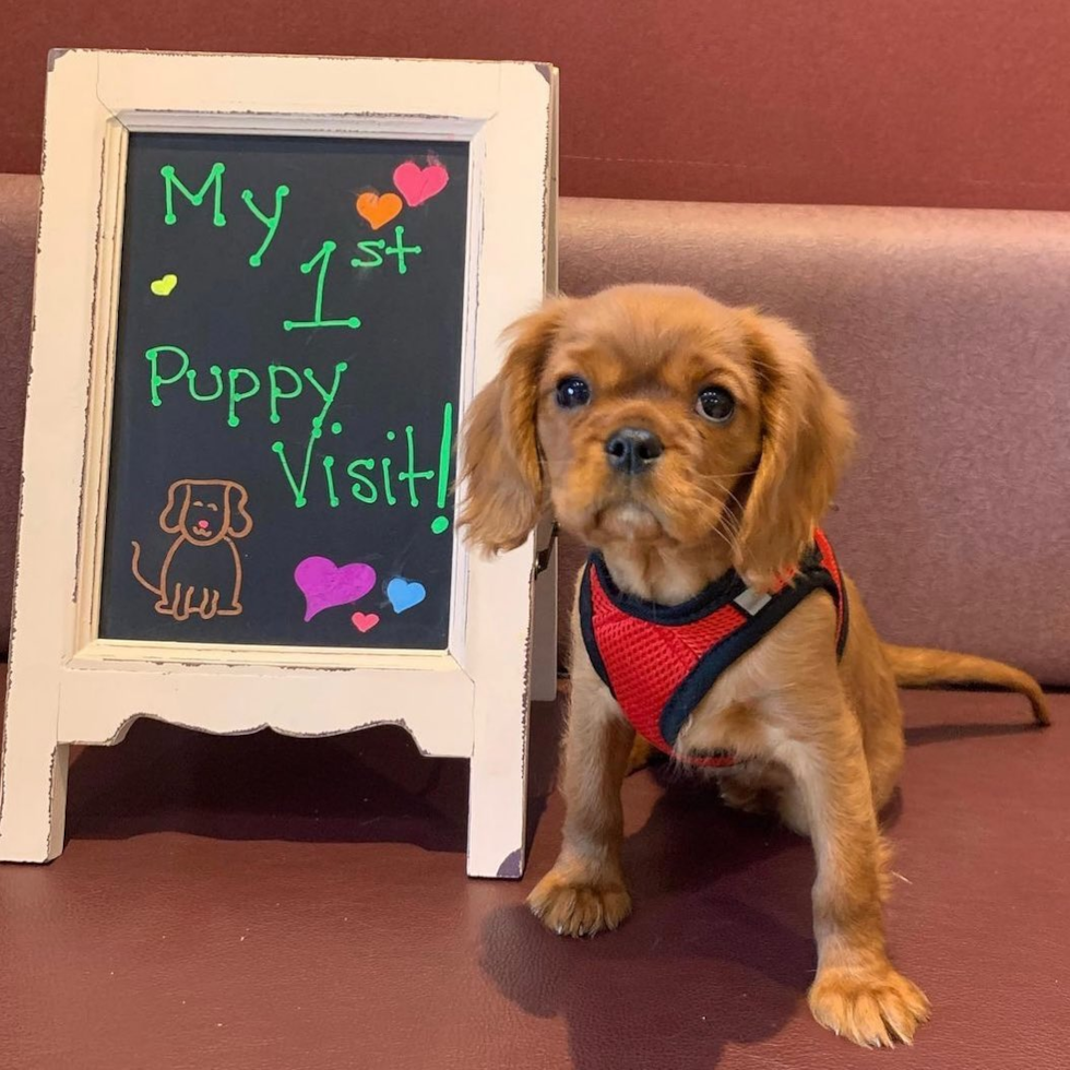 Little Cavalier King Charles Spaniel Purebred Pup