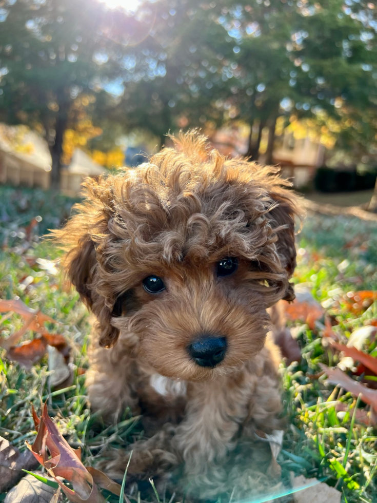 Little Cavoodle Poodle Mix Pup