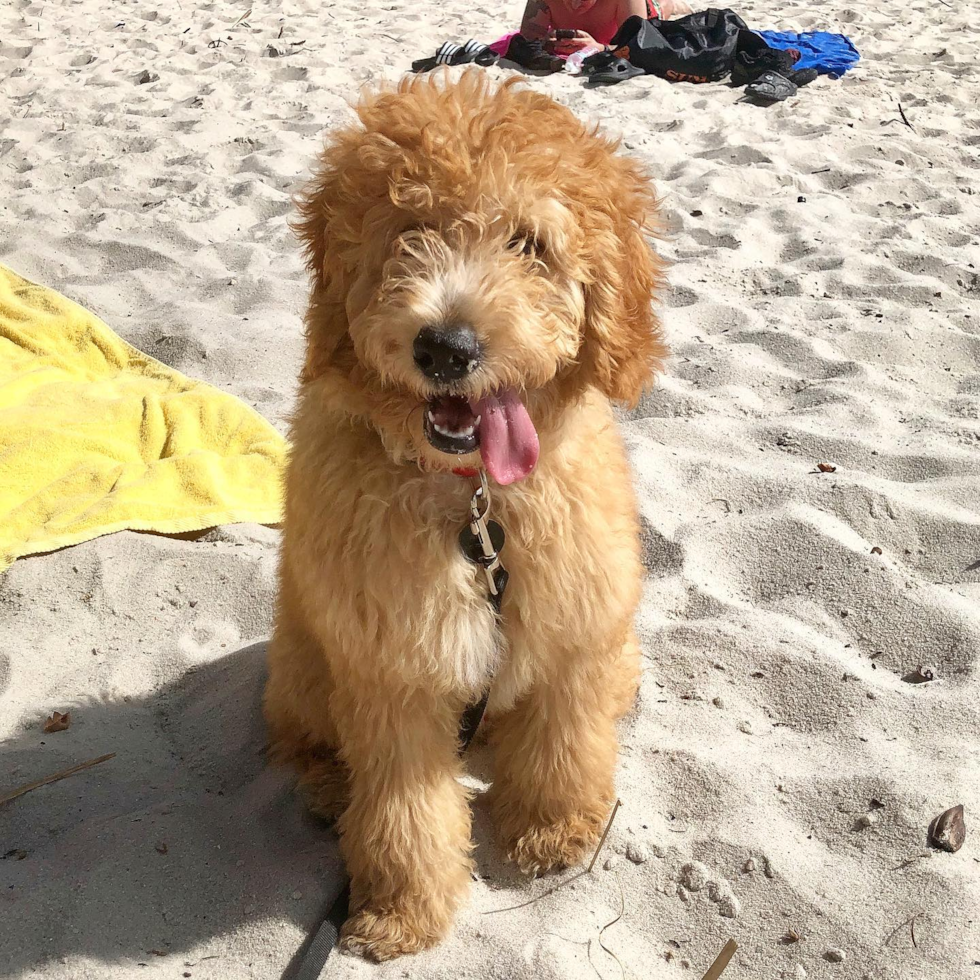 Friendly Mini Goldendoodle Pup