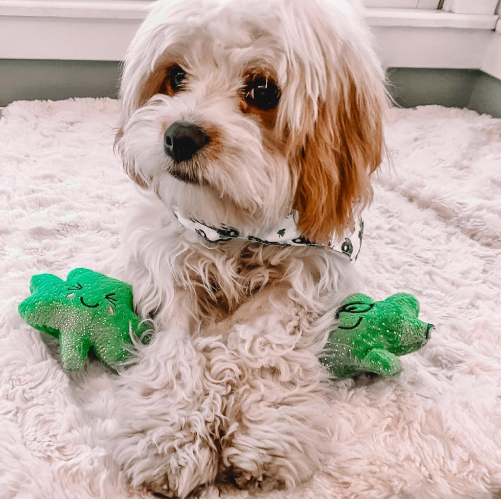 Boston Cavachon Pup