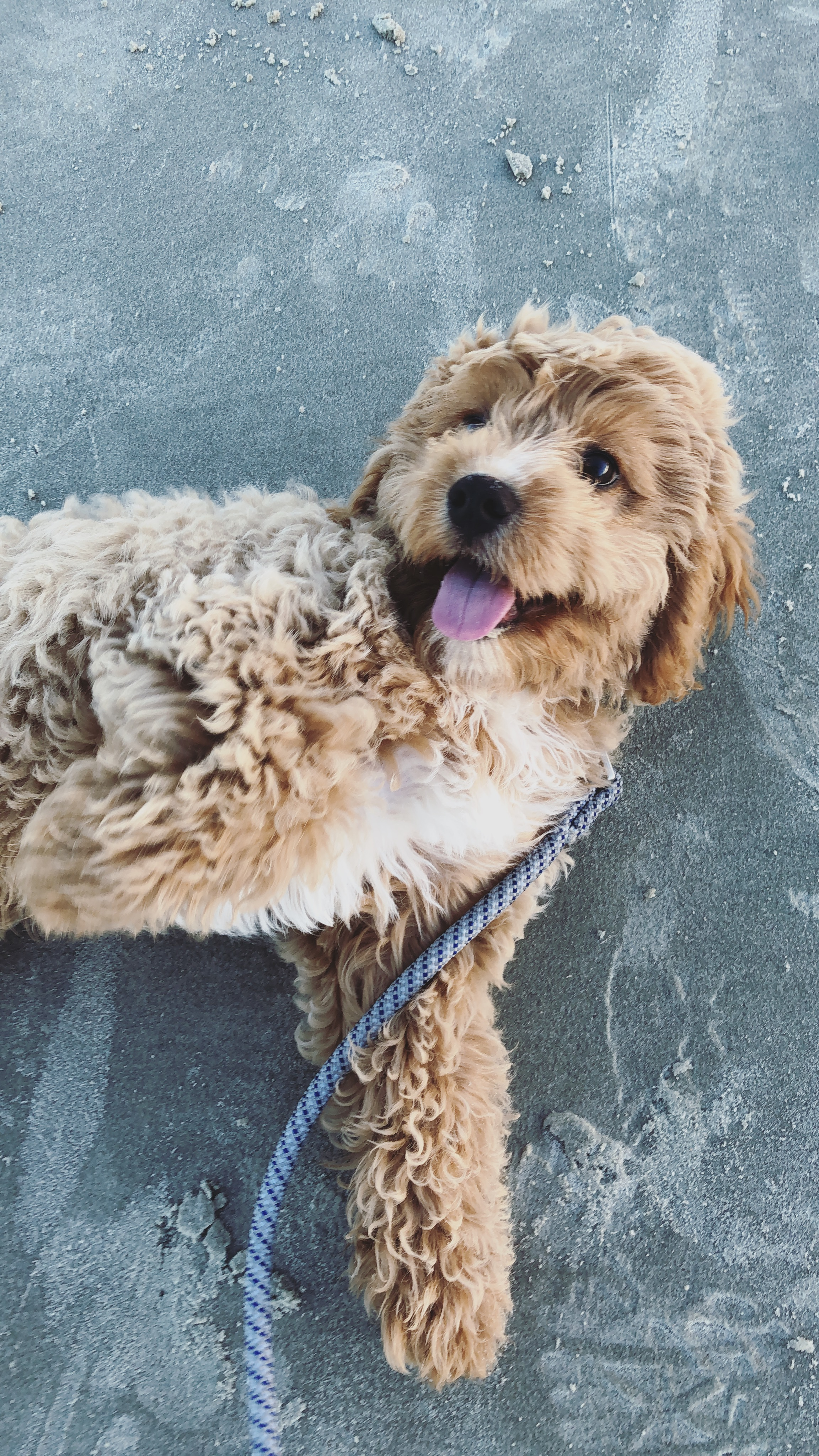 Small Cavapoo Baby