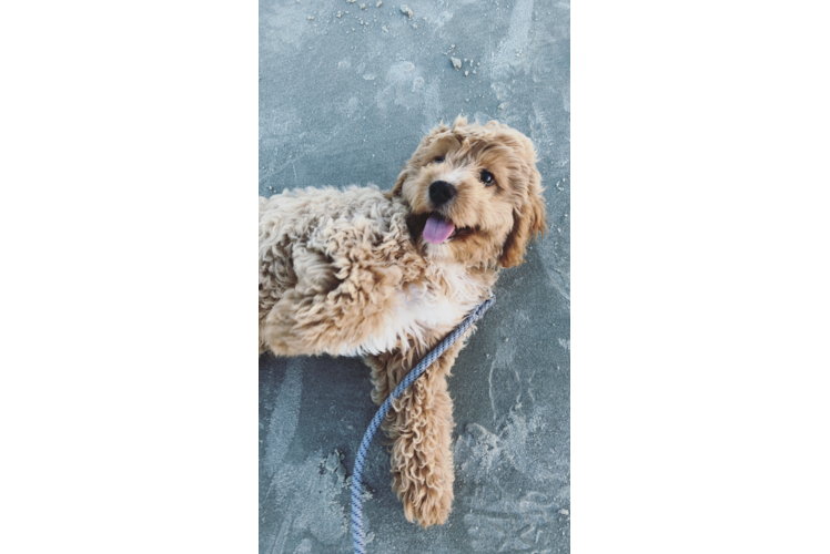 Small Cavapoo Baby