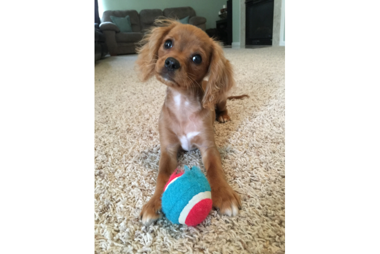 Funny Cavalier King Charles Spaniel Purebred Pup