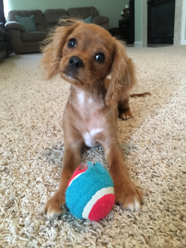 Cute Cavalier King Charles Spaniel Purebred Pup