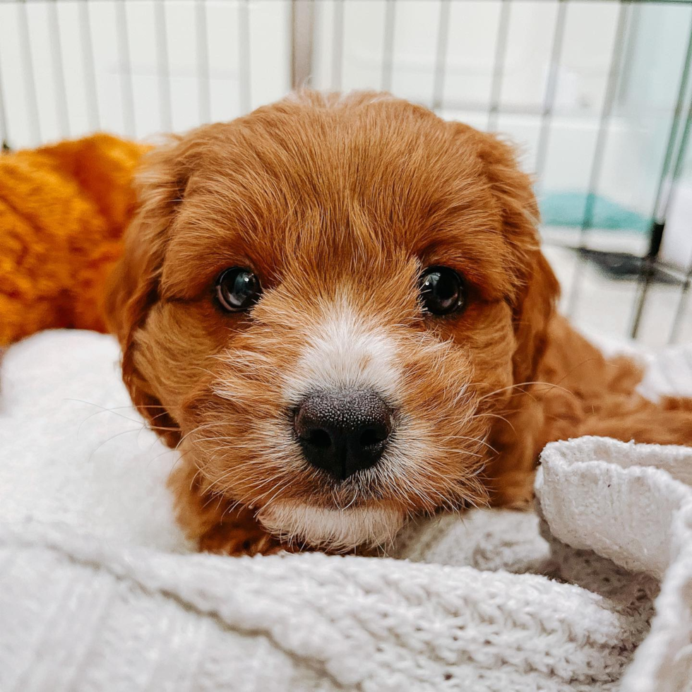 Playful Cavoodle Poodle Mix Pup