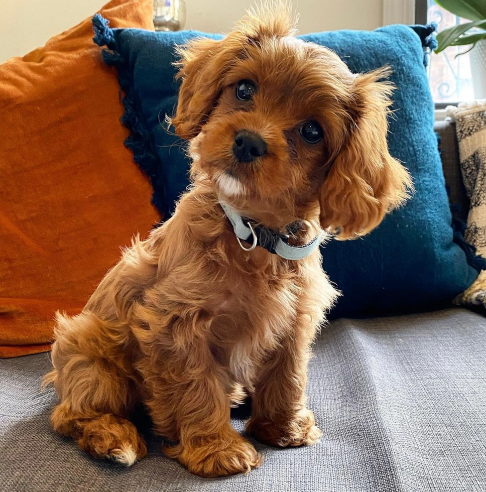 Cute Cavapoo Pup in New York NY