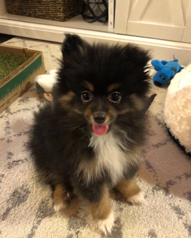 Small Pomeranian Pup