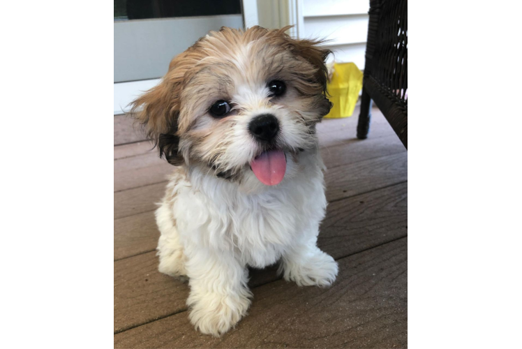 Fluffy Teddy Bear Designer Pup