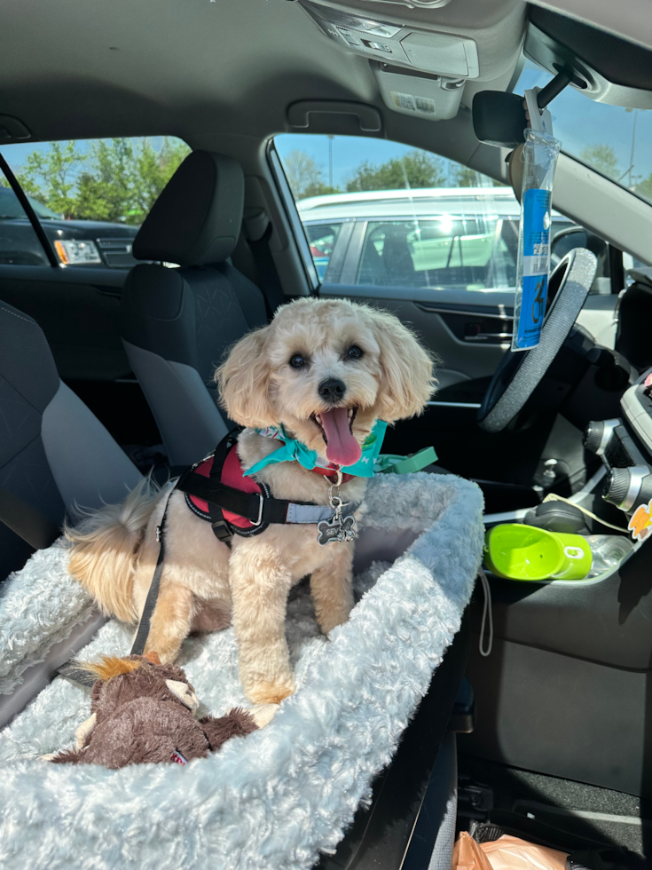 Small Maltipoo Pup in