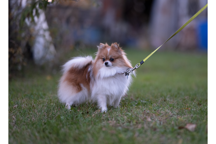 Pomeranian Pup Being Cute