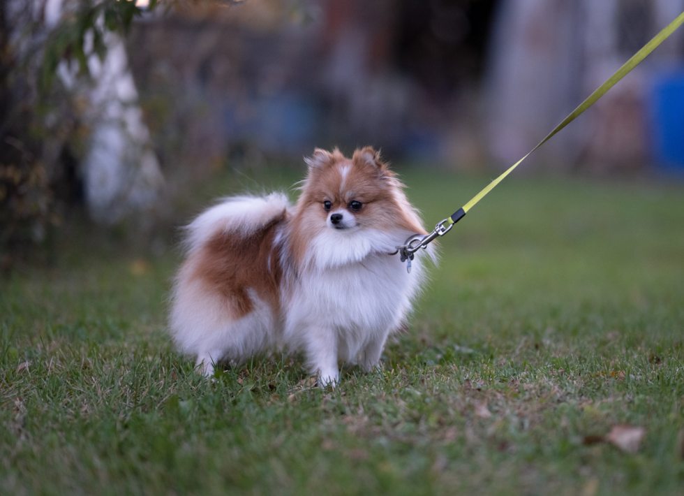 Sweet Pom Dog Purebred Pup