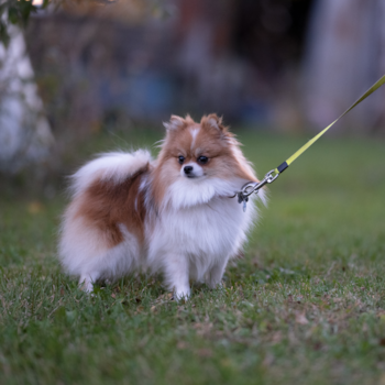 Sweet Pom Dog Purebred Pup