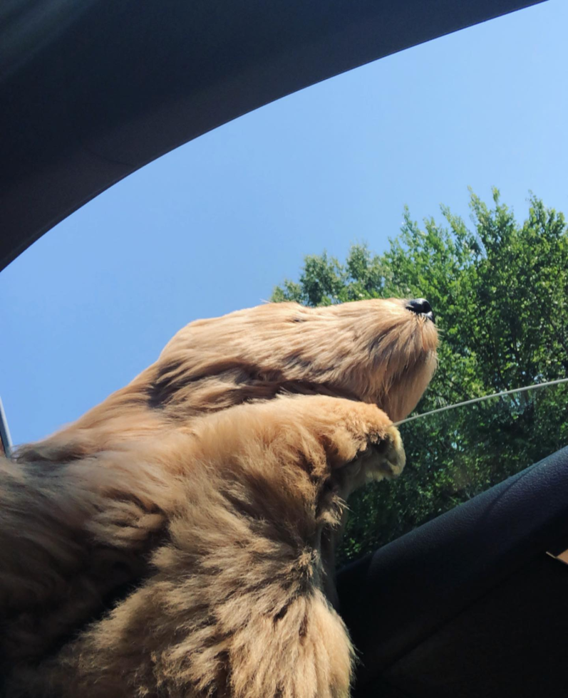 Smart Mini Goldendoodle Poodle Mix Pup