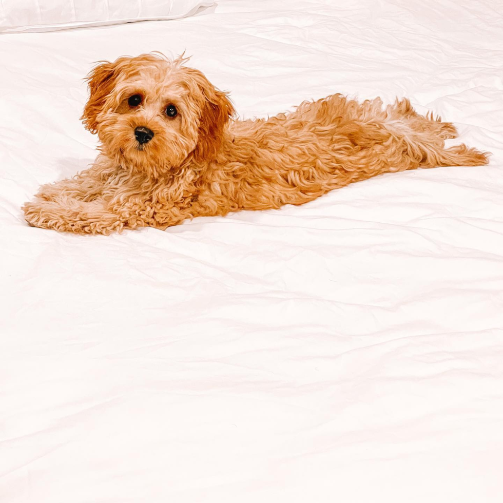 Playful Cavoodle Poodle Mix Pup