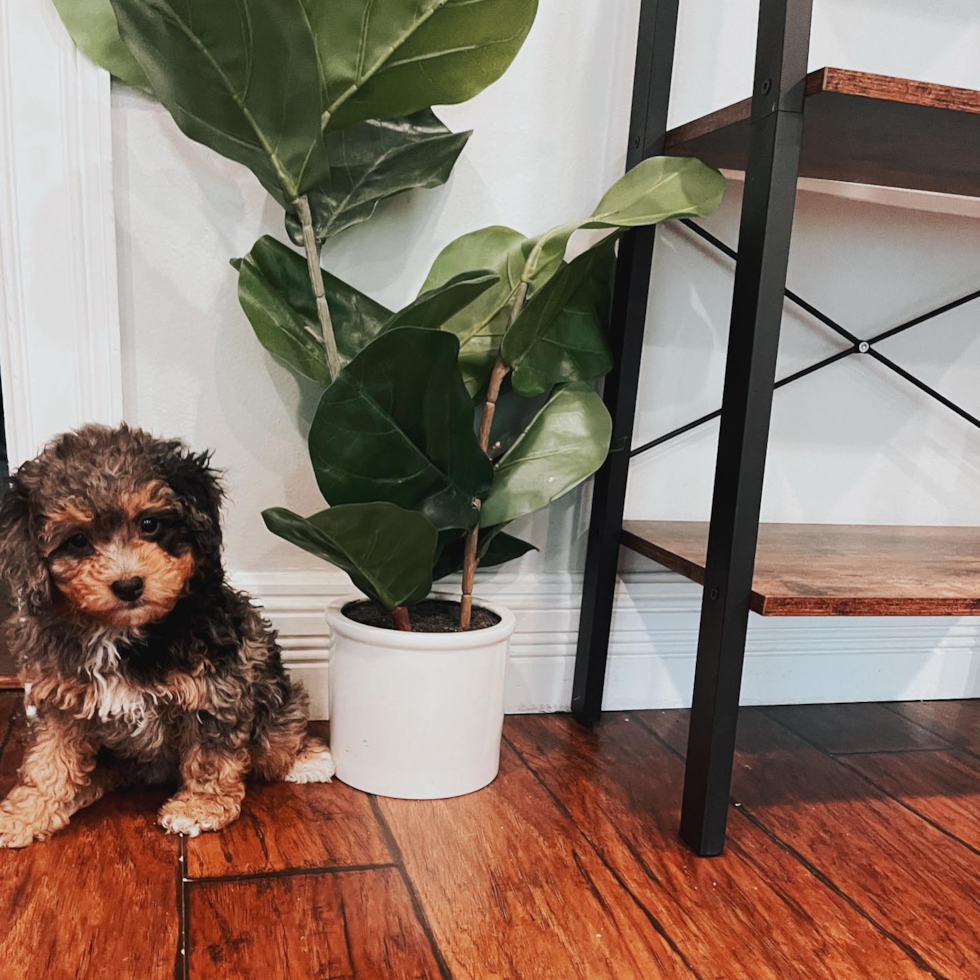 Energetic Bernadoodle Poodle Mix Pup