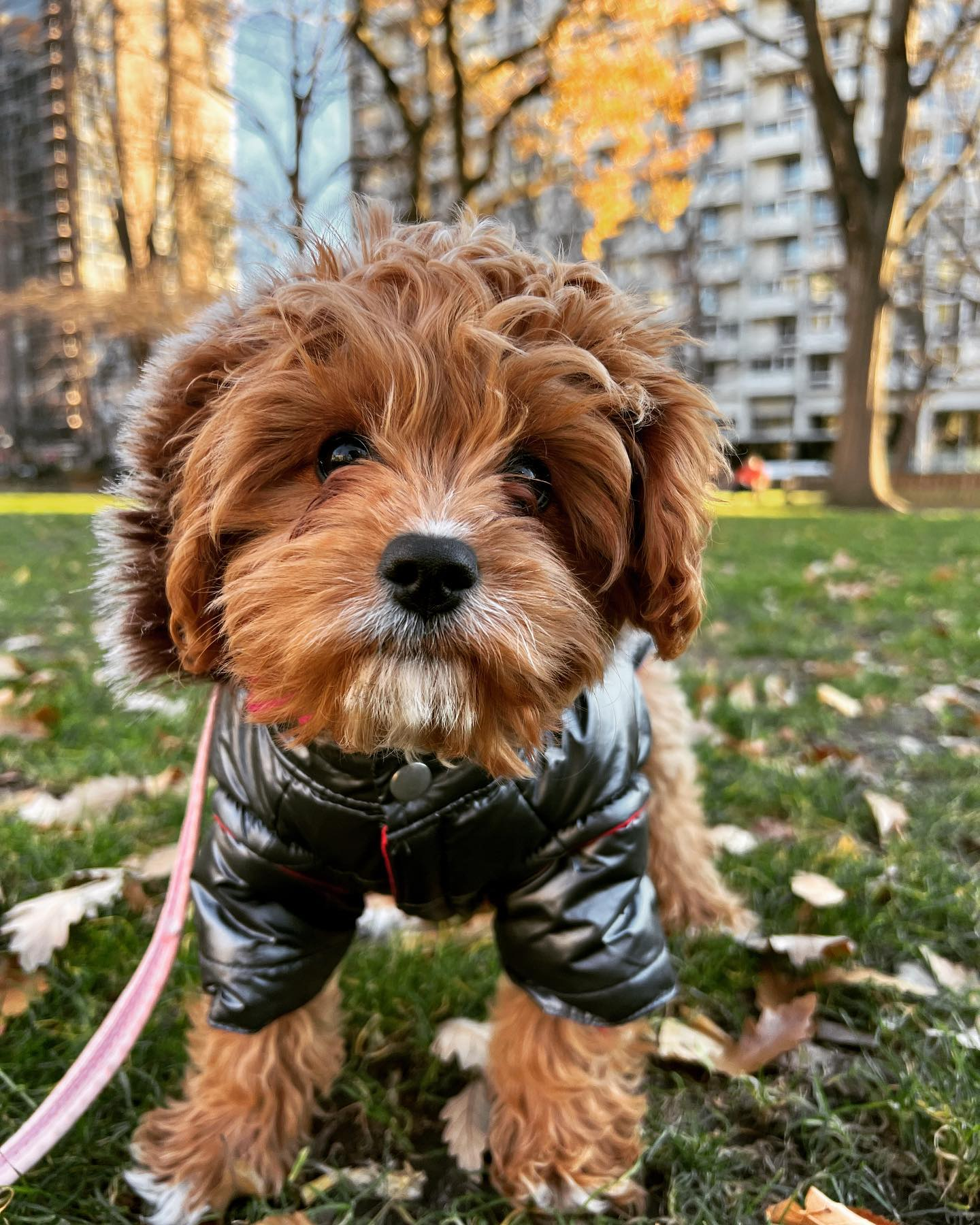 Best Cavapoo Baby