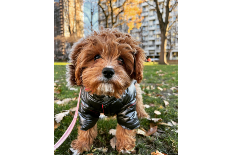 Best Cavapoo Baby