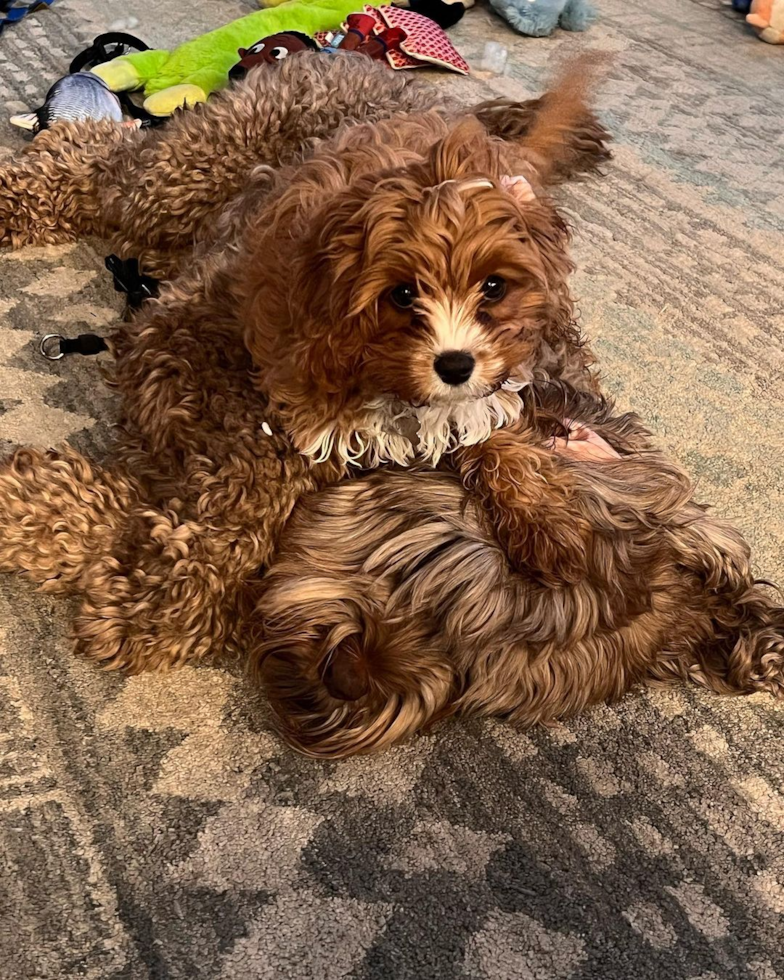 Happy Cavapoo Pup in Columbus OH