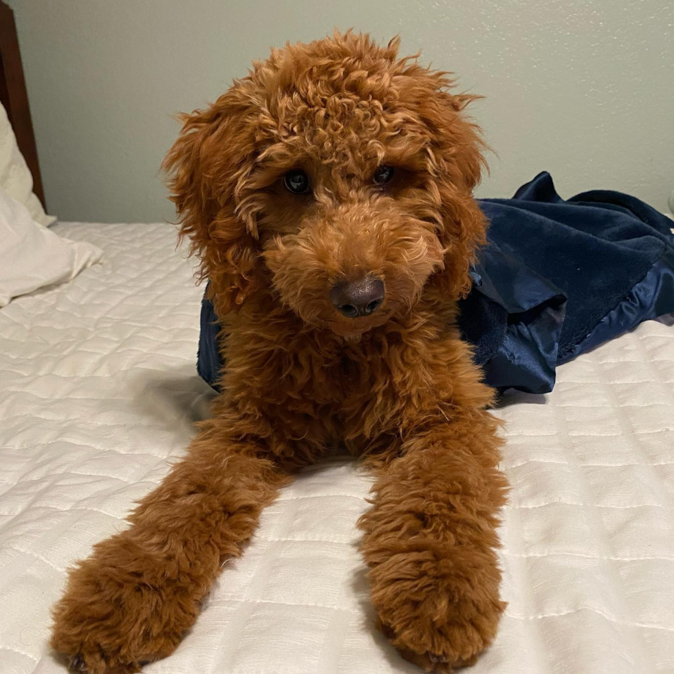 Sweet Mini Goldendoodle Pup in Stockton CA