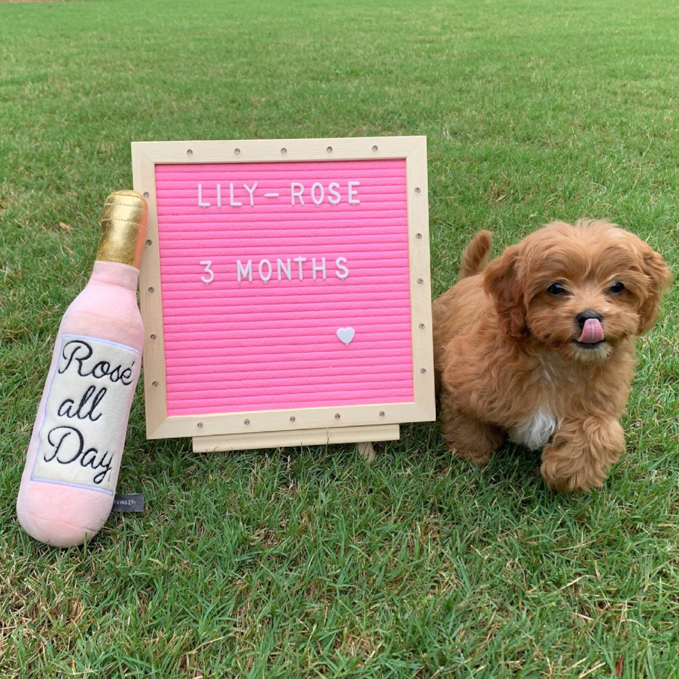 Sweet Cavapoo Pup