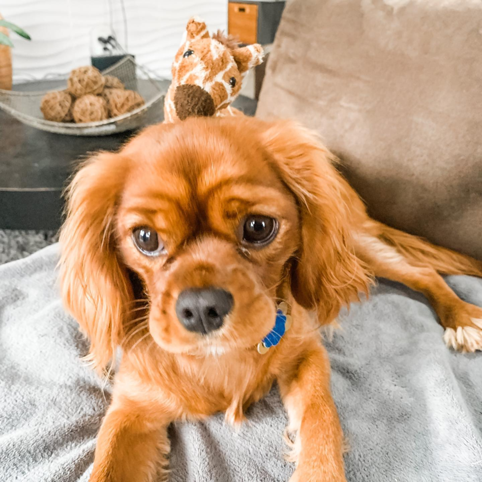 Fort Lee Cavalier King Charles Spaniel Pup