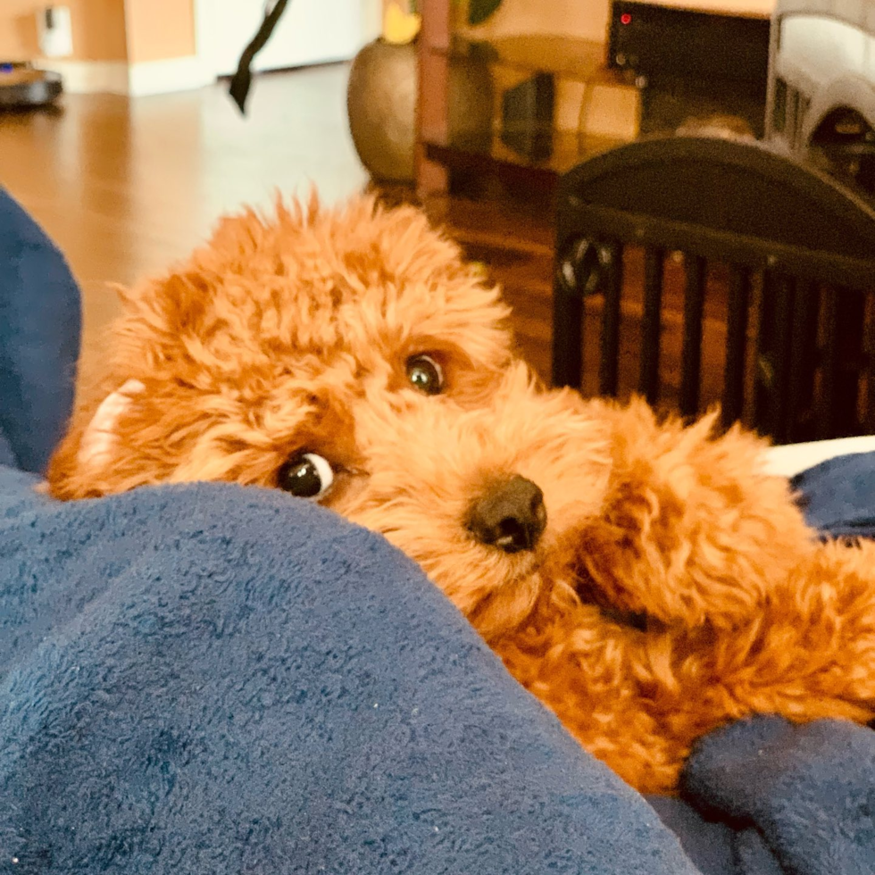 Houston Cockapoo Pup