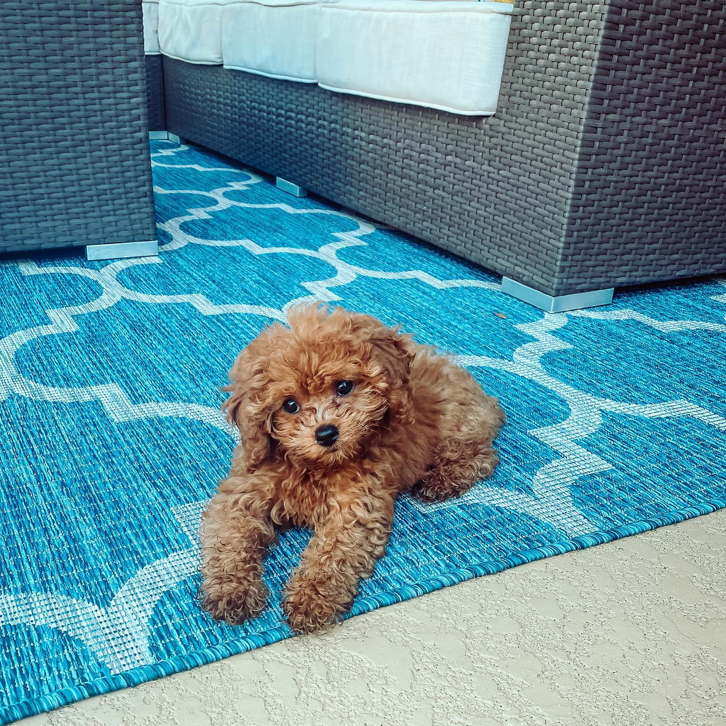Cavapoo Puppy for Adoption