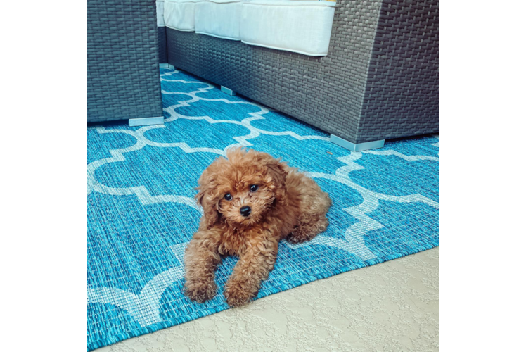 Cavapoo Puppy for Adoption