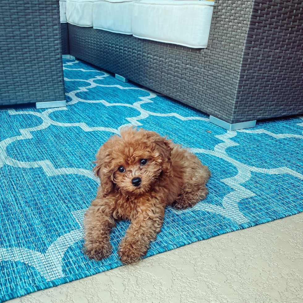 Energetic Cavoodle Poodle Mix Pup