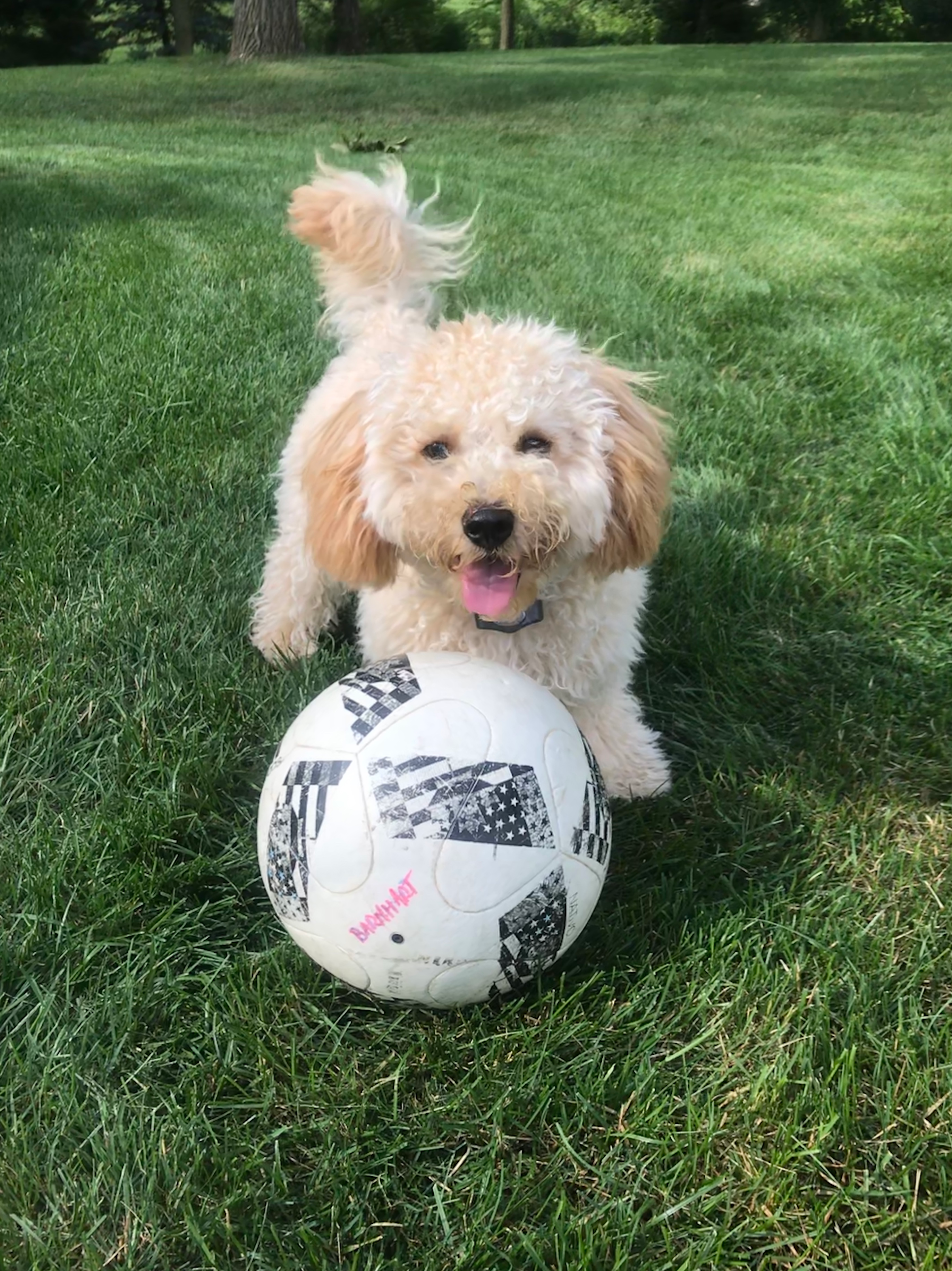 Popular Cavapoo Poodle Mix Pup