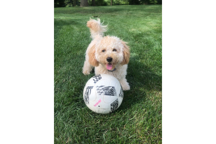 Popular Cavapoo Poodle Mix Pup