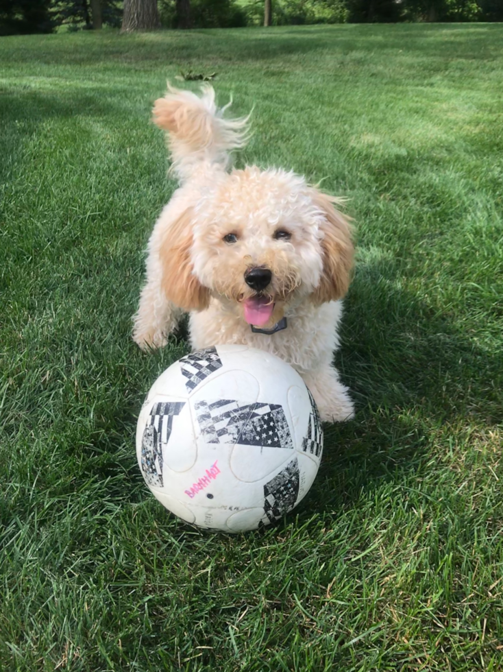 Hypoallergenic Cavoodle Poodle Mix Pup