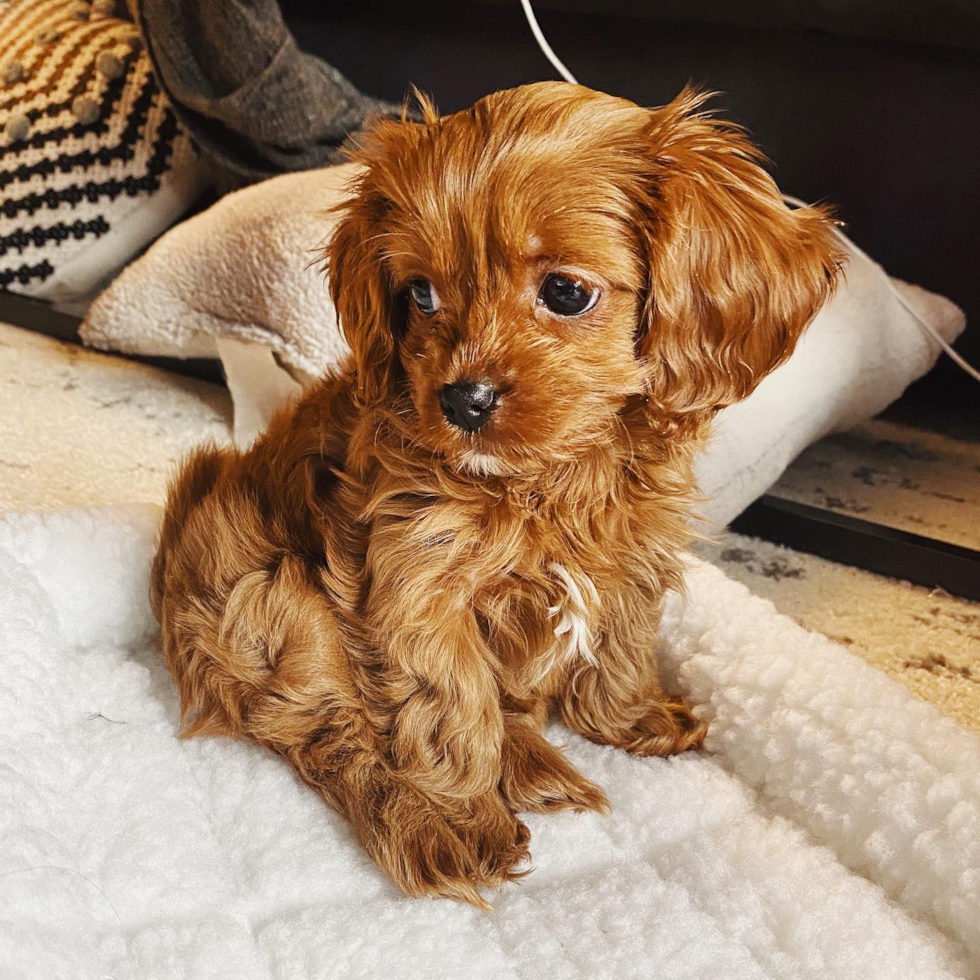 Cute Cavapoo Pup in NEW YORK NY