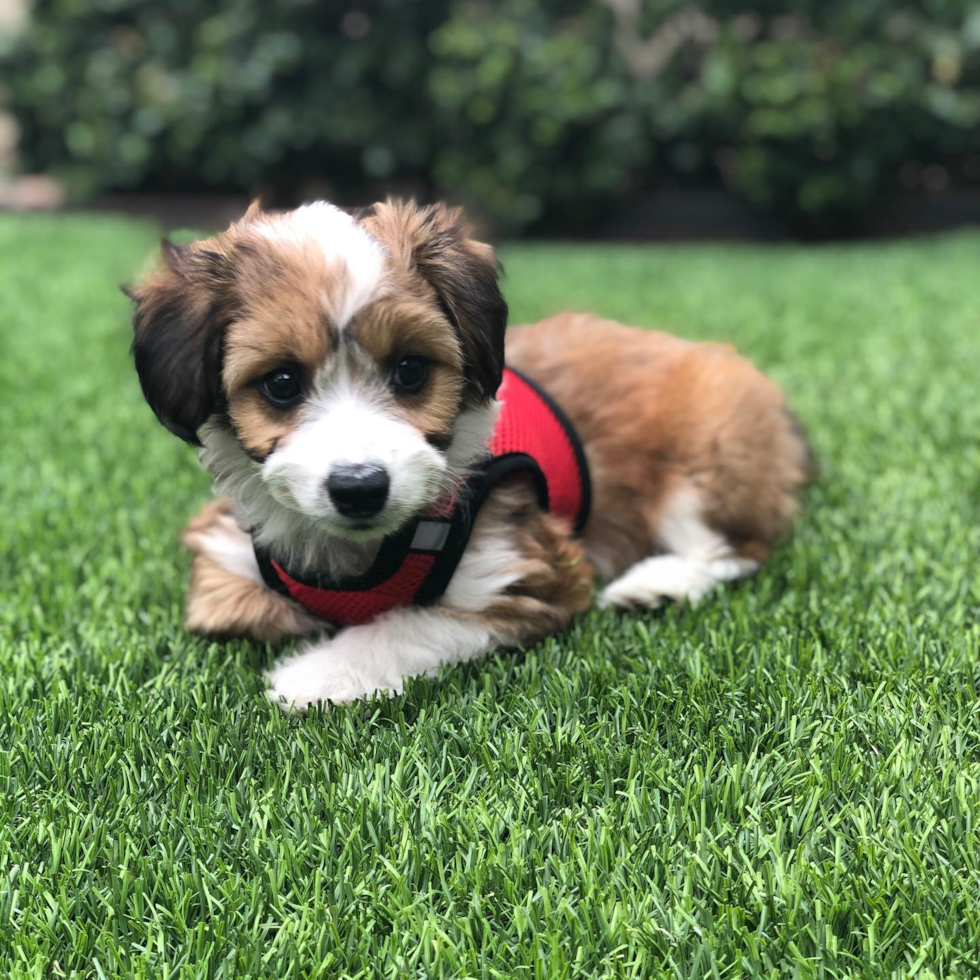 Fluffy Aussiechon Designer Pup