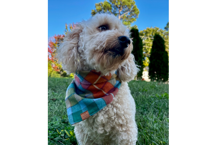 Best Mini Goldendoodle Baby