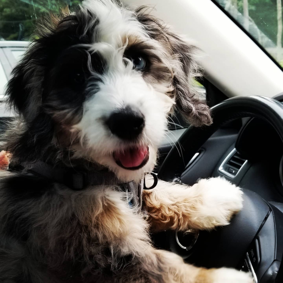 Sweet Mini Bernedoodle Pup