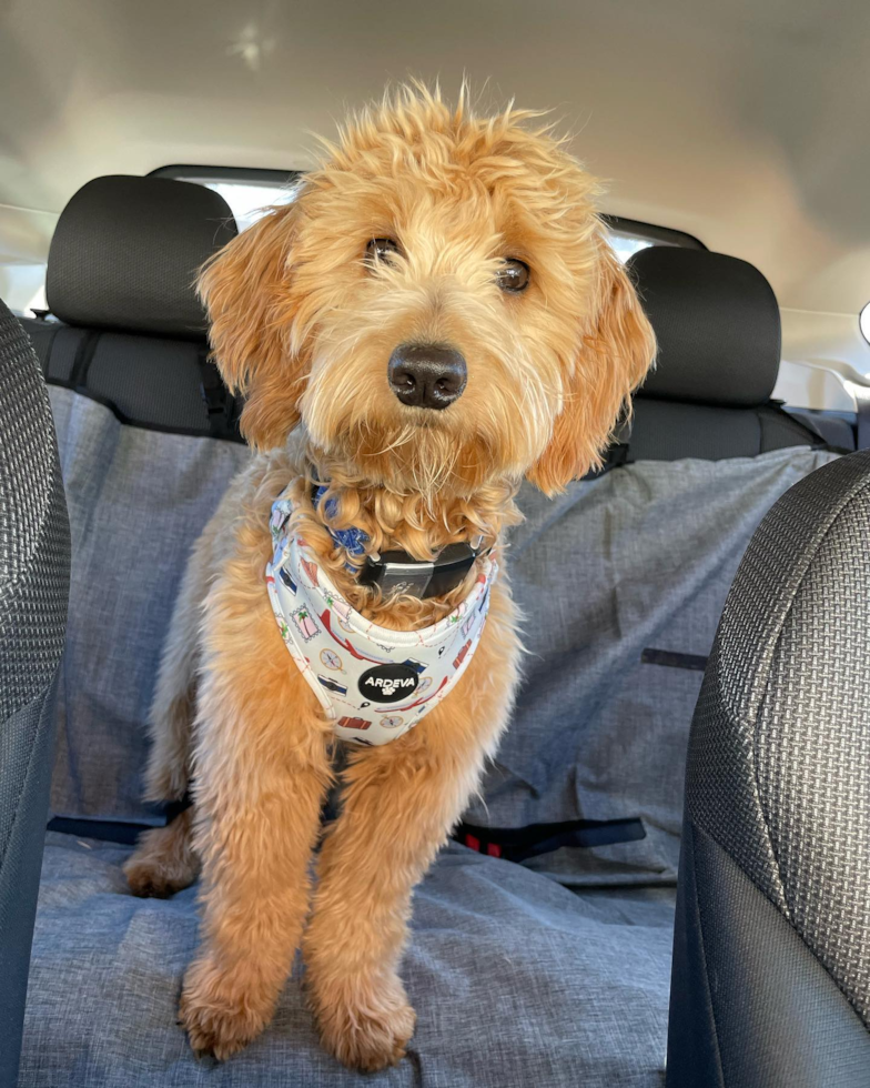 Mini Goldendoodle Being Cute