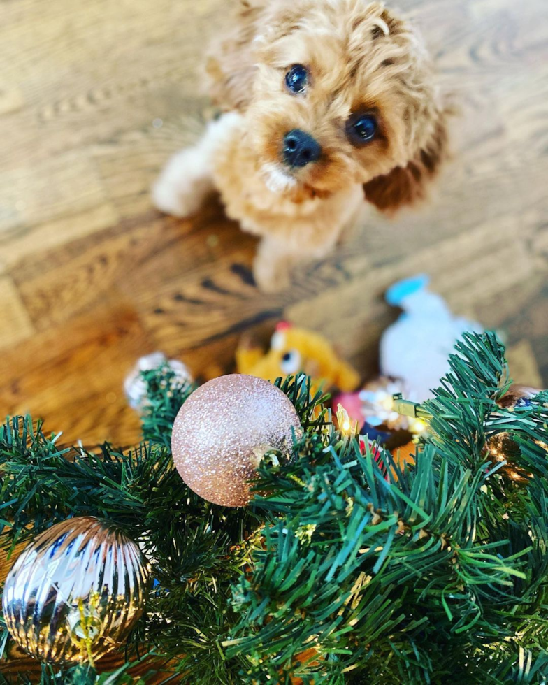 Sweet Cavapoo Pup