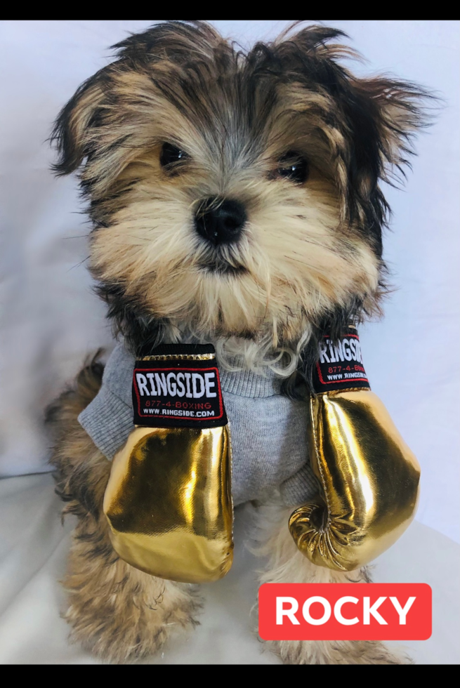 Irvine Morkie Pup