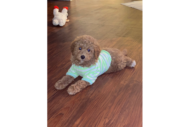 Mini Bernedoodle Puppy for Adoption