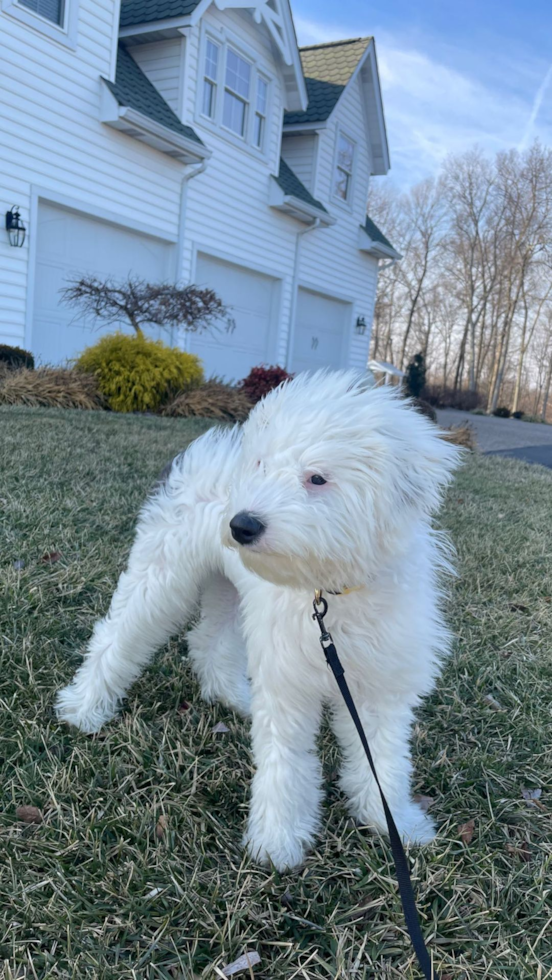 Funny Mini Sheepadoodle Poodle Mix Pup