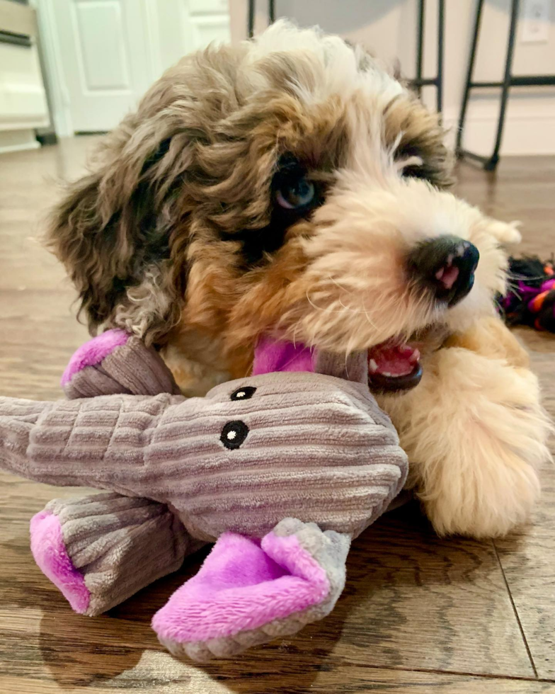 Mini Bernedoodle Being Cute