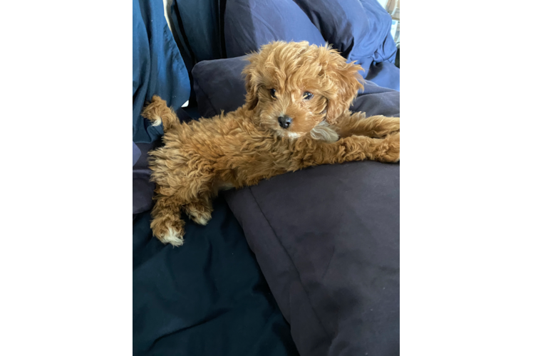 Hypoallergenic Cavoodle Poodle Mix Puppy