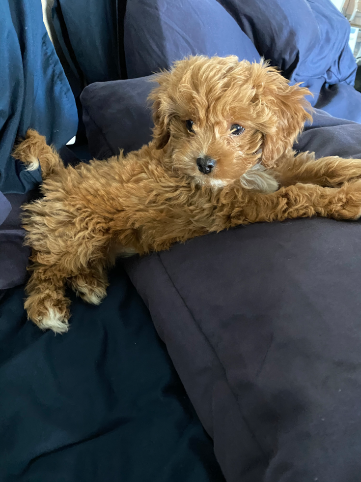 Adorable Cavoodle Poodle Mix Pup