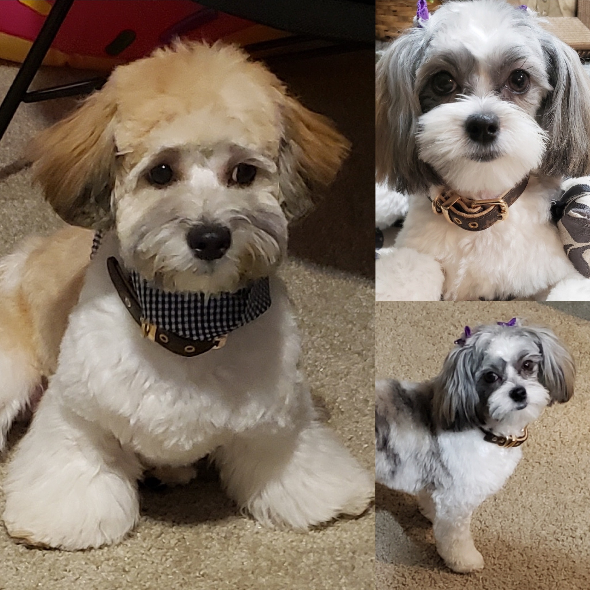 Teddy Bear Pup Being Cute