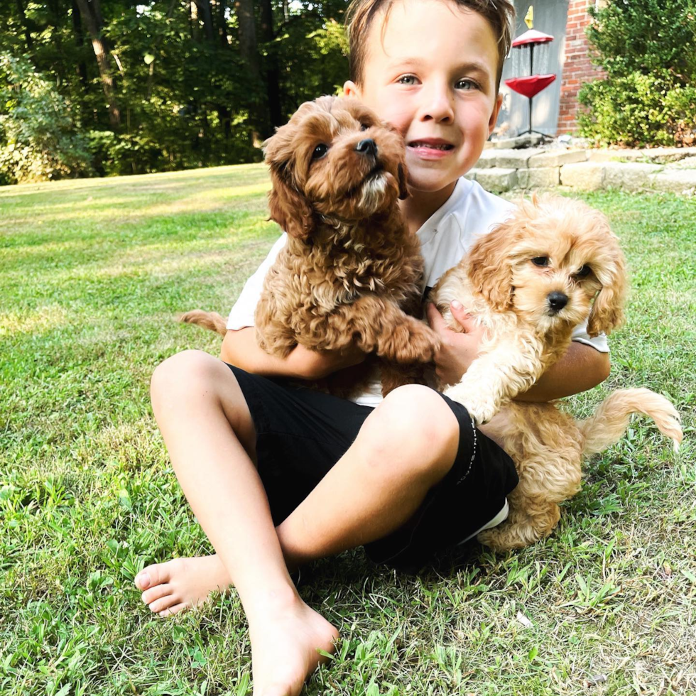 Smart Cavapoo Poodle Mix Pup