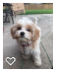 Cavachon Puppy for Adoption