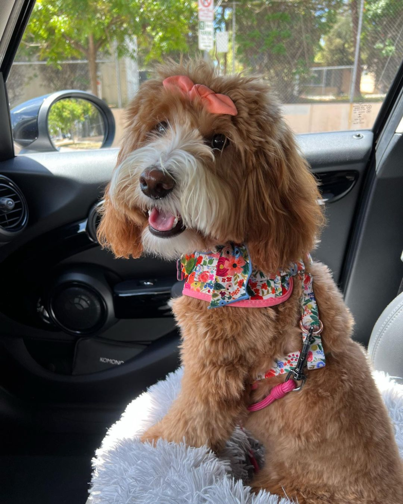 Playful Golden Retriever Poodle Mix Pup